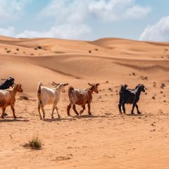 7  wahiba sands