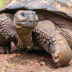 8  tartaruga delle galapagos