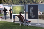 Esposizione al Belvedere: i diversi eventi