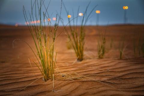 Desert life