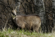 Fauna del Ticino: immagini di Marco Viglezio